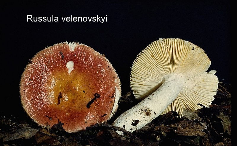 Russula velenovskyi-amf1730.jpg - Russula velenovskyi ; Syn: Russula cruentata ; Nom français: Russule rouge cuivre